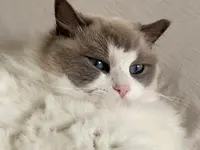 Chatterie des Charmants Dolls (éleveur de Chat Ragdoll)