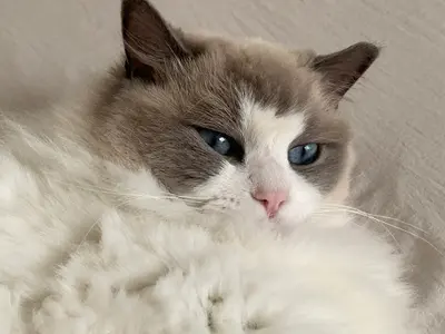 Chatterie des Charmants Dolls (éleveur de Chat Ragdoll)
