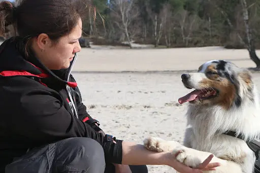 Air Go Educateur Comportementaliste Canin