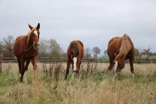 Haras de Jad