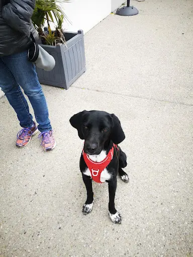 Guidog