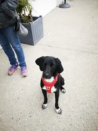 Guidog