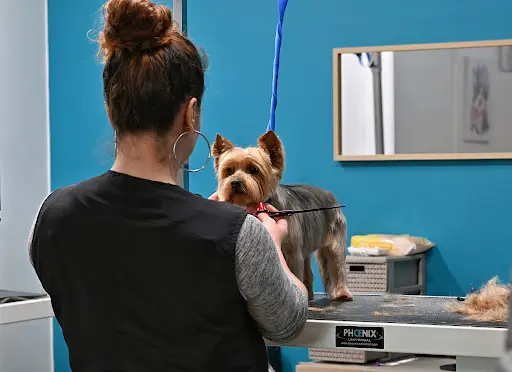 Cani Couaf - Toiletteur Chiens & Chats