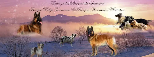 Elevage des Bergers du Soubestre - Berger Belge Tervueren & Berger Américain Miniature