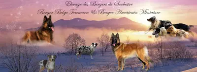Elevage des Bergers du Soubestre - Berger Belge Tervueren & Berger Américain Miniature