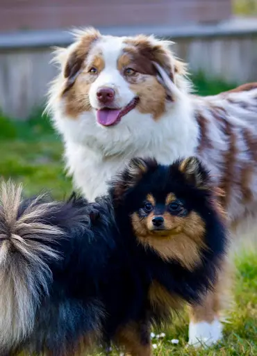 Élevage des Seigneurs de Morlanne (bergers Américain Miniature et Spitz Allemand)