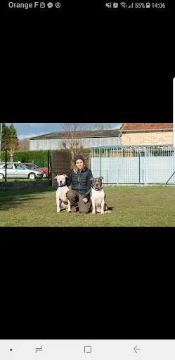 Éducation Canine À Domicile Natural S Dog