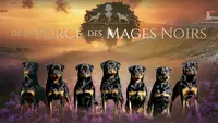 Elevage de Rottweiler / de la Force des Mages Noirs