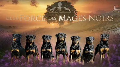 Elevage de Rottweiler / de la Force des Mages Noirs
