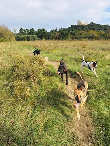 Mt’zanimaux