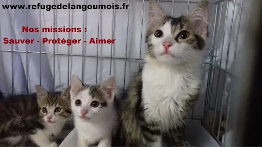 Refuge de l'Angoumois/spa de Mornac Charente