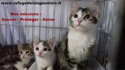 Refuge de l'Angoumois/spa de Mornac Charente