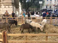 La Mini Ferme de la Souleiade
