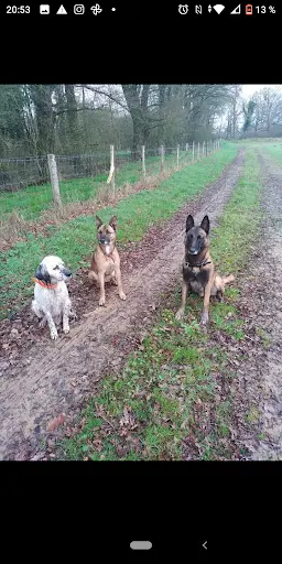 Nina Rescue (éducateur Canin / Pisteur)