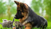 Résidence Canine et Féline