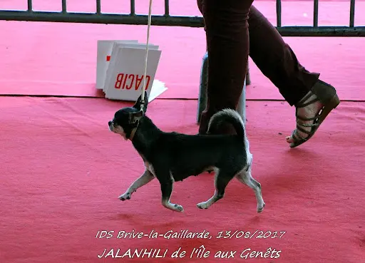 Chihuahuas de l'Île aux Genêts