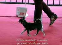 Chihuahuas de l'Île aux Genêts