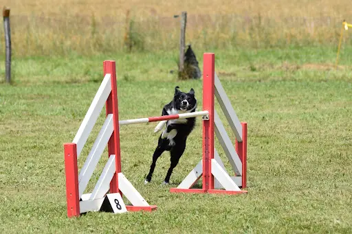 Mélie Dog Harmonie Agility-comportement-médical Training Charente