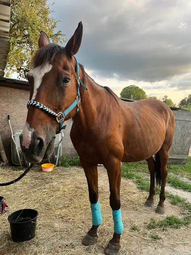 Paradis du Cheval
