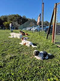 Club Canin Mouginois