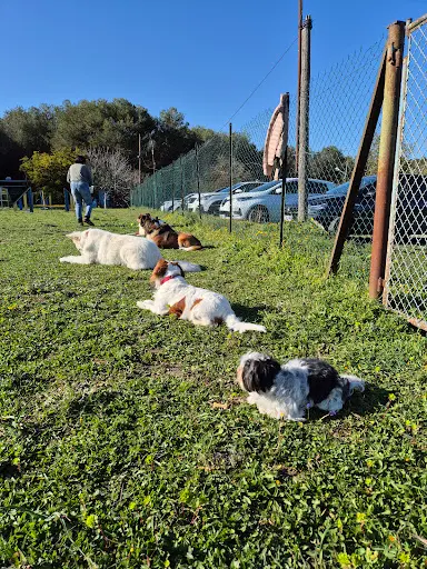 Club Canin Mouginois