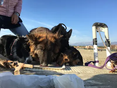 Doggy S Cool Educateur Canin Comportementaliste 06 Alpes Maritimes
