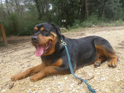 Refuge de Mougins - au Service des Animaux 06 - Asa 06
