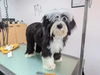 Sofie Toilettage