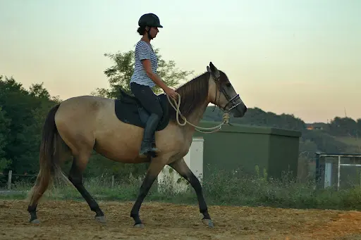 Equi Phile - Equitation Ethologique (philippine)