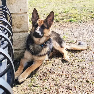 Stéphanie Dias - Attitudog S Éducation Canine
