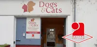 Dogs And Cats