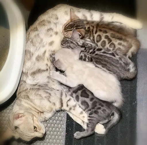 Élevage de Chats du Bengal