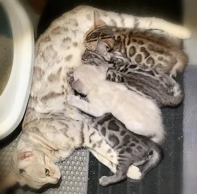 Élevage de Chats du Bengal