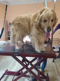 Salon de Toilettage Ça Chien Pouine