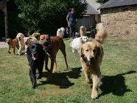 Dogmanship