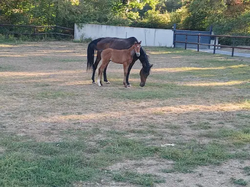 Haras de Valès