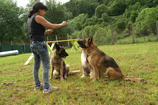 Look et Cie Comportementaliste et Educatrice Canine