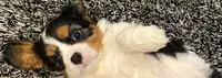 Aux Songes D’orphee Elevage de Cavalier King Charles