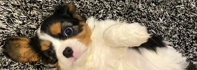 Aux Songes D’orphee Elevage de Cavalier King Charles