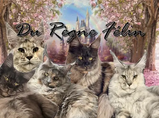 Chatterie du Règne Félin (maine Coon)