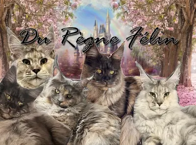 Chatterie du Règne Félin (maine Coon)