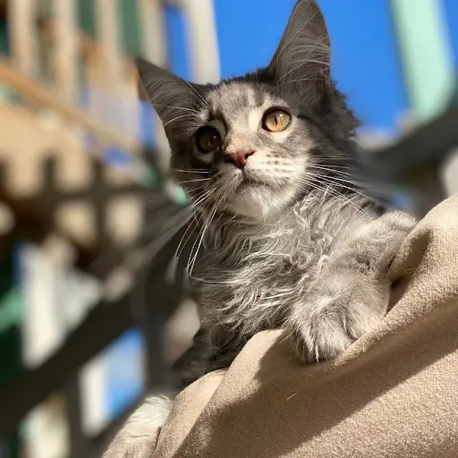Chatterie des Joyeux Félins , Élevage de Maine Coon et de Ragdoll