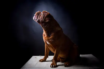 Unbelievadog, Élevage de Dogue de Bordeaux