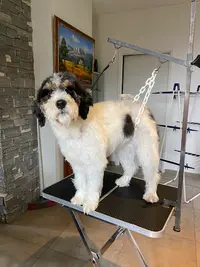 Anima Toilettage À Domicile
