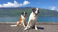 Elevage de Saint Bernard des Princes de Savoie