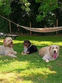 Dog Paradise