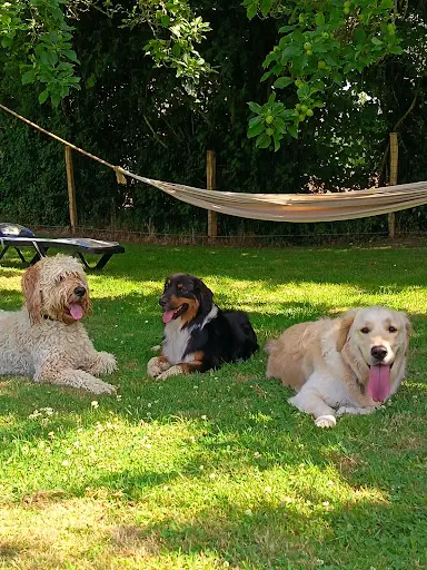 Dog Paradise