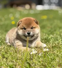 Elevage Shiba Inu et Retriever de la Nouvelle Ecosse Hoxakam