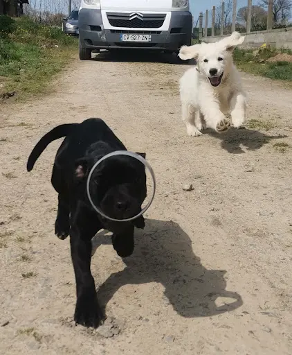 Educateur Canin - Ti Dog Éducation