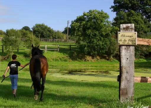 Haras de la Cour Couetil Emma et Jean Francois